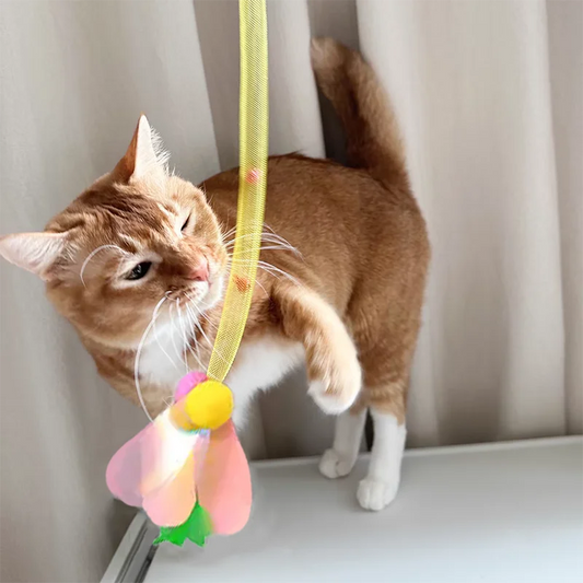 cat toy