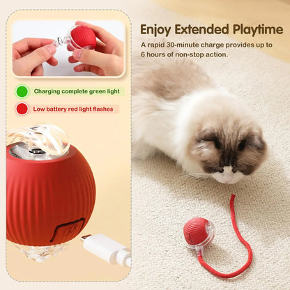 cat toy