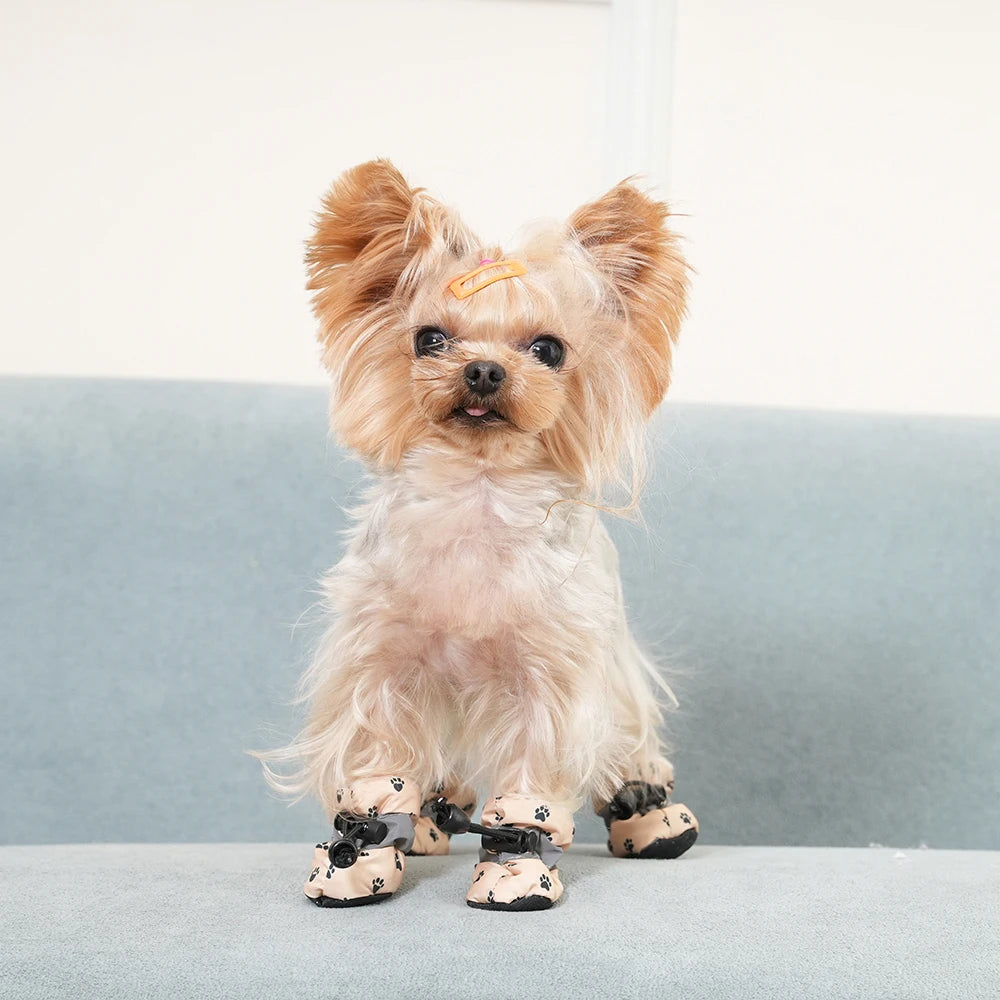pet shoes